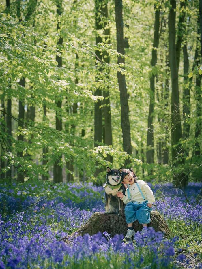 Mùa hoa Bluebells ở Anh được xem là biểu tượng mùa xuân của xứ sở sương mù