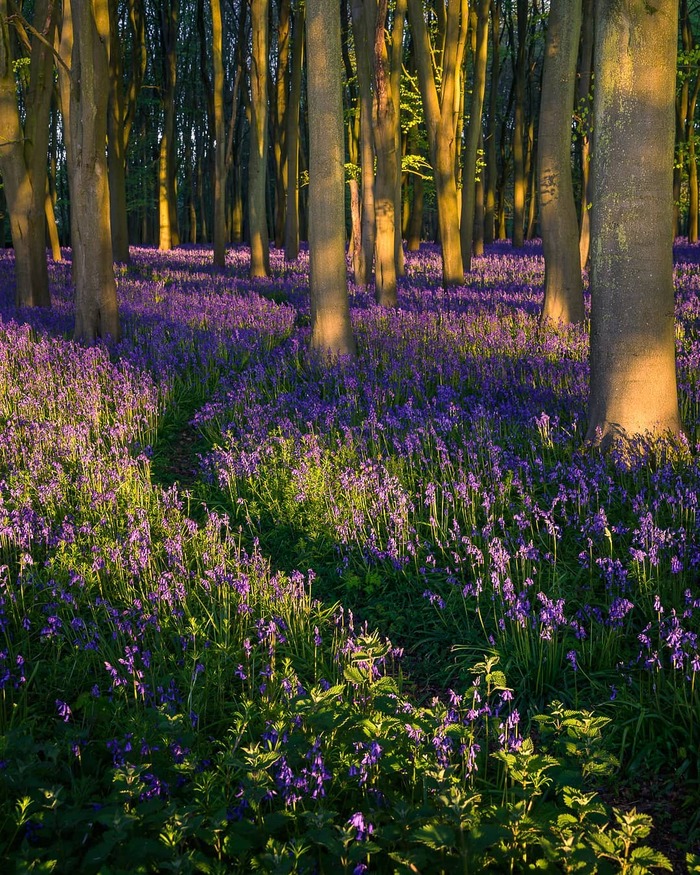 Các địa điểm ngắm mùa hoa Bluebells ở Anh - Badbury Clump