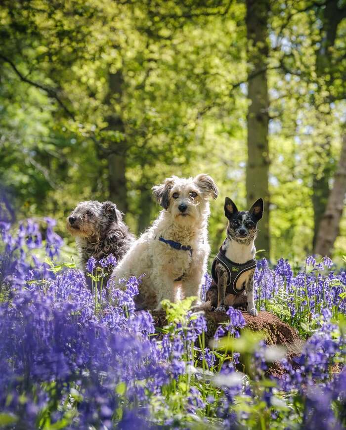 Các địa điểm ngắm mùa hoa Bluebells ở Anh - Điền trang Blickling Estate