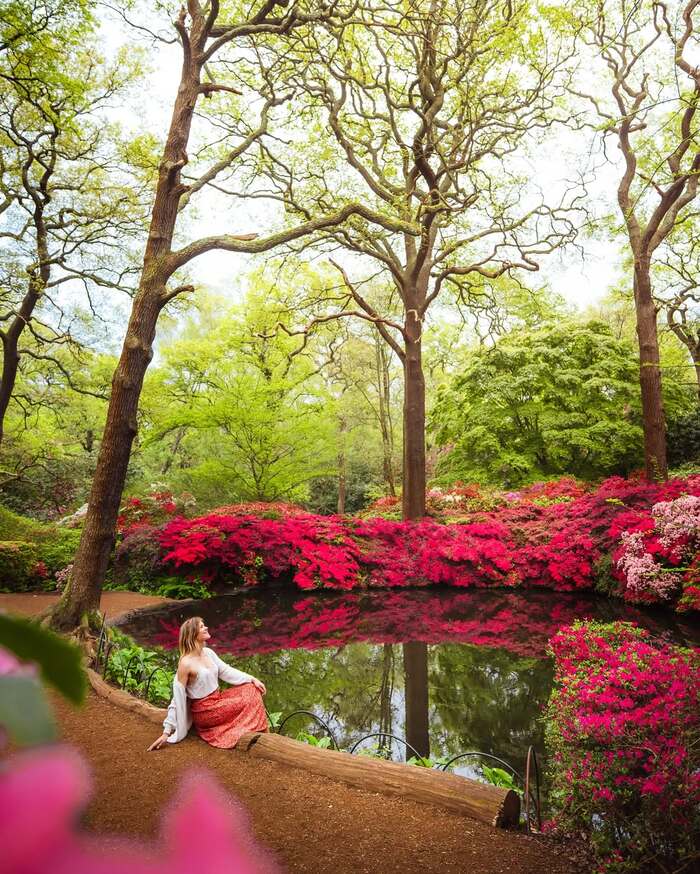 Các địa điểm ngắm mùa hoa Bluebells ở Anh - Isabella Plantation
