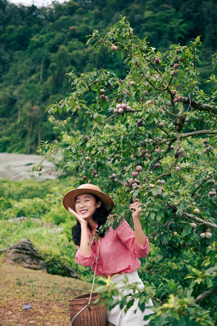 Mộc Châu bước vào mùa mận chín rộ nhất đẹp không kém vườn hoa xương rồng Mộc Châu 