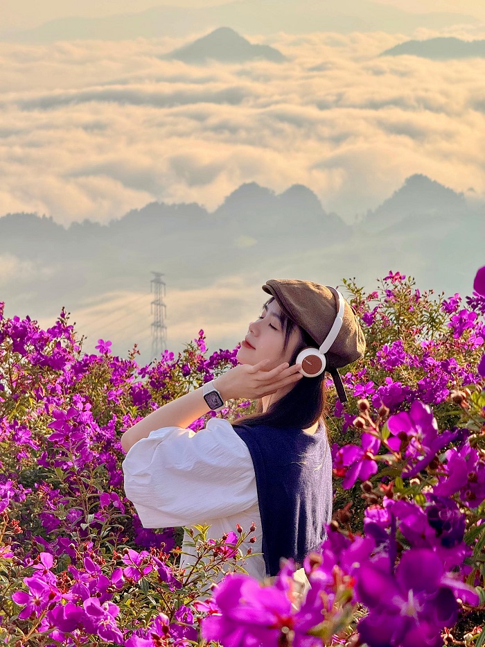 Hoa sim tím lãng mạn phố núi Tây Bắc không kém vườn hoa xương rồng Mộc Châu 