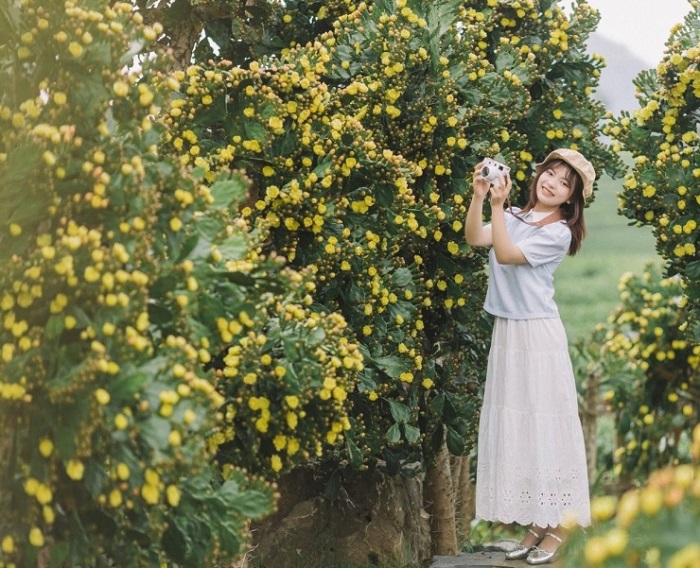 Bạn có thể tới vườn hoa xương rồng Mộc Châu bằng nhiều phương tiện khác nhau