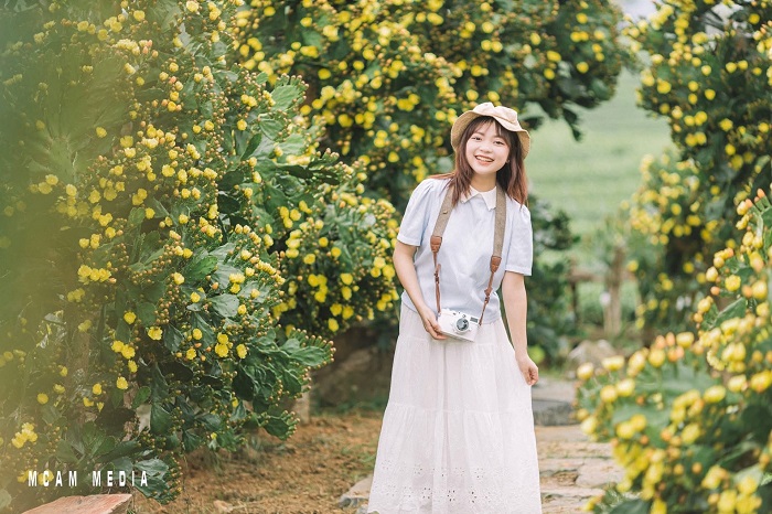Vườn hoa xương rồng Mộc Châu rộng, không lo chen lấn