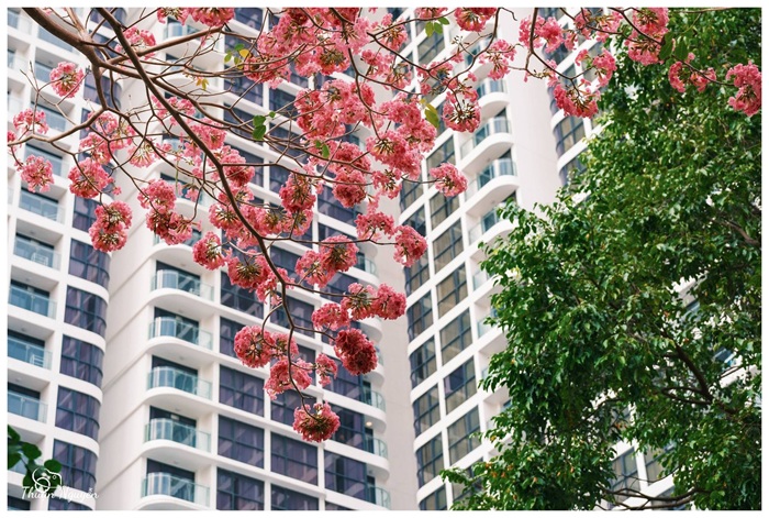 Những chùm hoa kèn hồng nổi bật trên nền kiến trúc đô thị, tạo nên vẻ đẹp lãng mạn hiếm thấy. Ảnh: Thuận Nguyễn