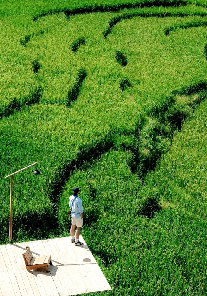 Giữa cánh đồng lúa xanh mướt ở Tả Van, du khách có thể ngắm những thửa ruộng bậc thang uốn lượn mềm mại, tận hưởng vẻ đẹp thanh bình  của mùa lúa. 