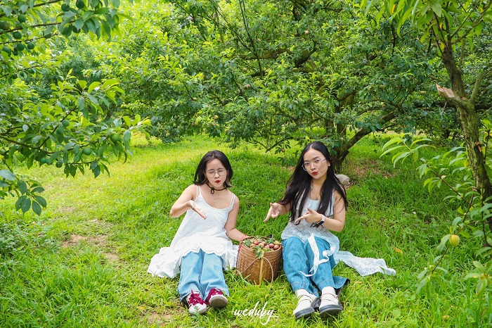 tháng 7 nên đi du lịch ở đâu Miền Bắc Kết hợp du lịch Mộc Châu trong mùa hè 