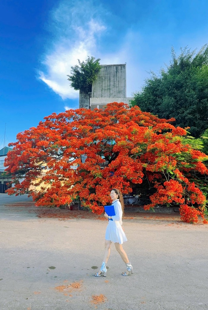Cây phượng vĩ Quảng Ngãi nằm trong trung tâm thành phố