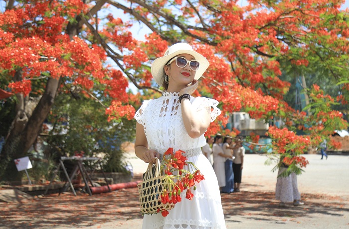 Cây phượng vĩ Quảng Ngãi thu hút mọi đối tượng, mọi độ tuổi