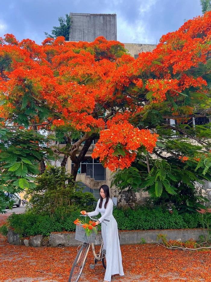 cây phượng vĩ Quảng Ngãi Trang phục màu trắng lên ảnh cực nổi ở cây phượng vĩ Quảng Ngãi