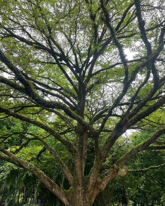 Công viên Kent Ridge Singapore với mảng xanh tuyệt đẹp