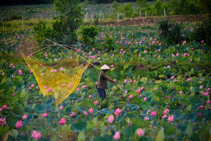Bạn còn có thể ngắm cảnh lao động của bà con trên đầm sen Trà Lý Quảng Nam