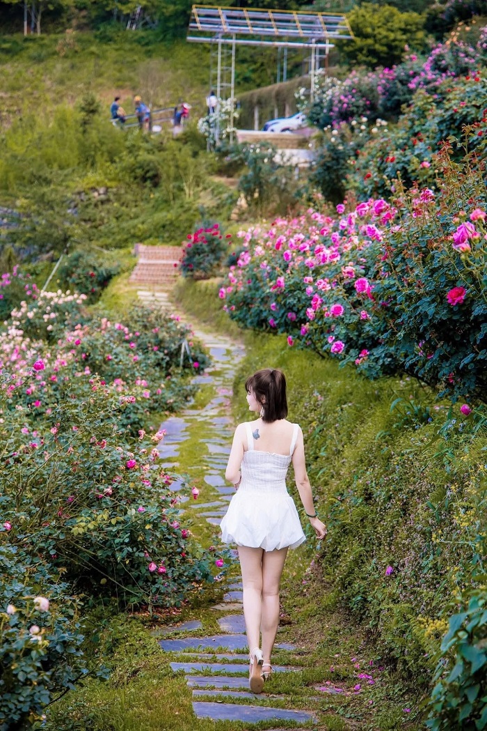 Kinh nghiệm đi du lịch vườn hồng cổ Sapa dành cho bạn