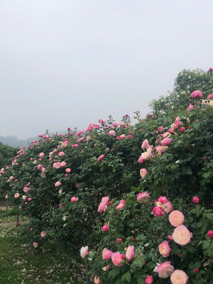 Kinh nghiệm đi du lịch vườn hồng cổ Sapa - vườn hoa hồng đang khoe sắc