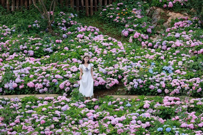Thung lũng hoa Mộc Châu The Flora cách trung tâm Mộc Châu khoảng 12 km
