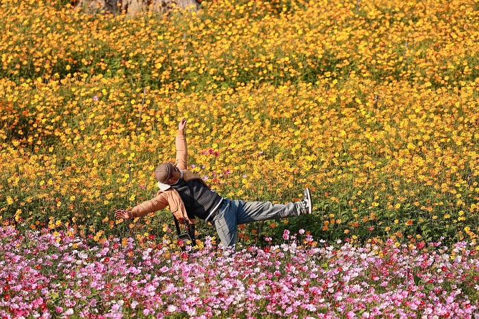 Thung lũng hoa Mộc Châu The Flora thu hút nhiều du khách ghé thăm