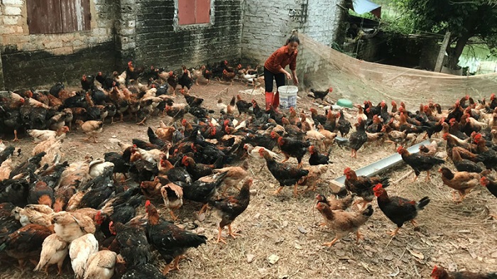 Dần phát triển mô hình chăn nuôi gà đồi Yên Thế Bắc Giang an toàn sinh học.