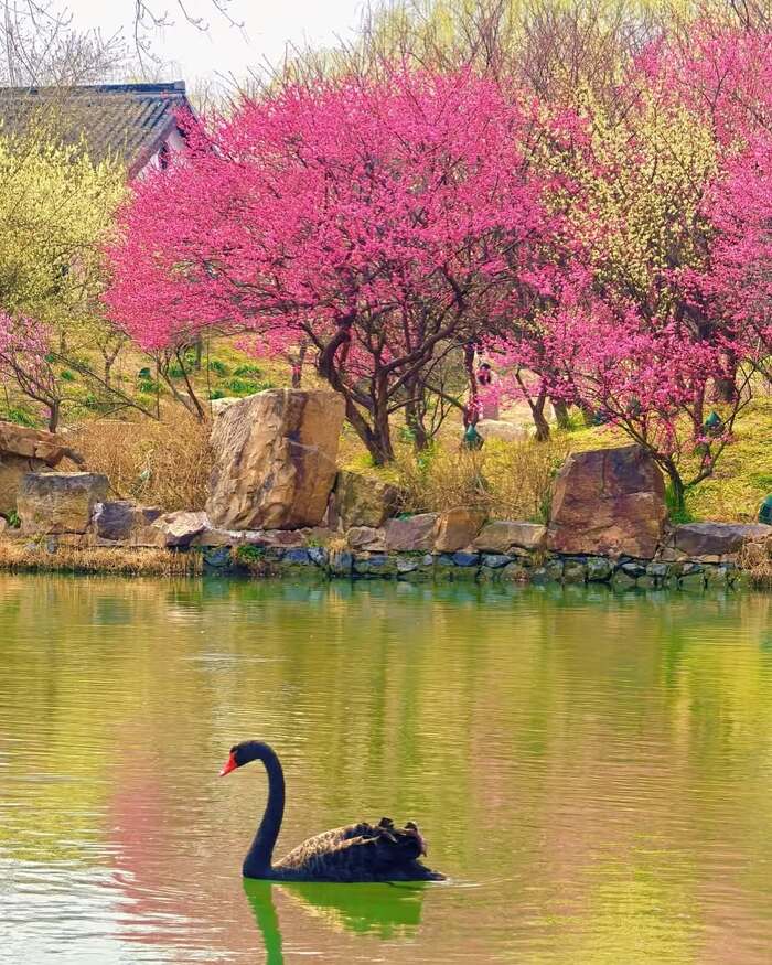 Mùa xuân ở Giang Tô