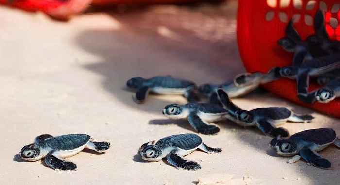 Tháng 7 nên đi du lịch ở đâu Miền Nam Tháng 7 nên đi du lịch ở đâu Miền Nam Tháng 7 tới Côn Đảo nhiều hoạt động thú vị chờ đón bạn