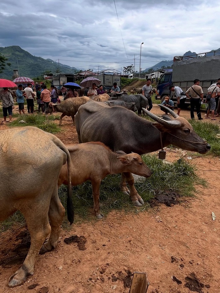 Chợ phiên Cốc Ly là một trong các chợ phiên nổi tiếng ở Lào Cai bán nhiều trâu bò
