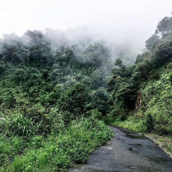 Hình ảnh vườn quốc gia Tam Đảo với thiên nhiên xanh