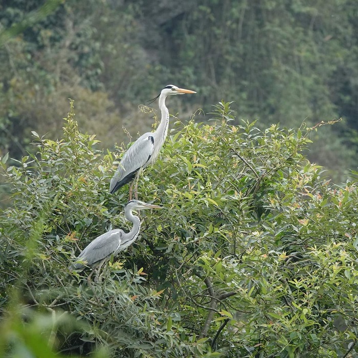 Lịch trình du lịch Ninh Bình 2 ngày khám phá vườn chim Thung Nham với nhiều loài chim quý hiếm