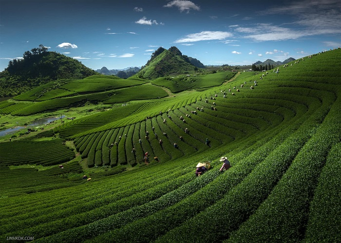 Mùa nào đồi chè cũng đẹp cũng hấp dẫn du khách gần xa lịch trình đi mộc châu 3 ngày 2 đêm