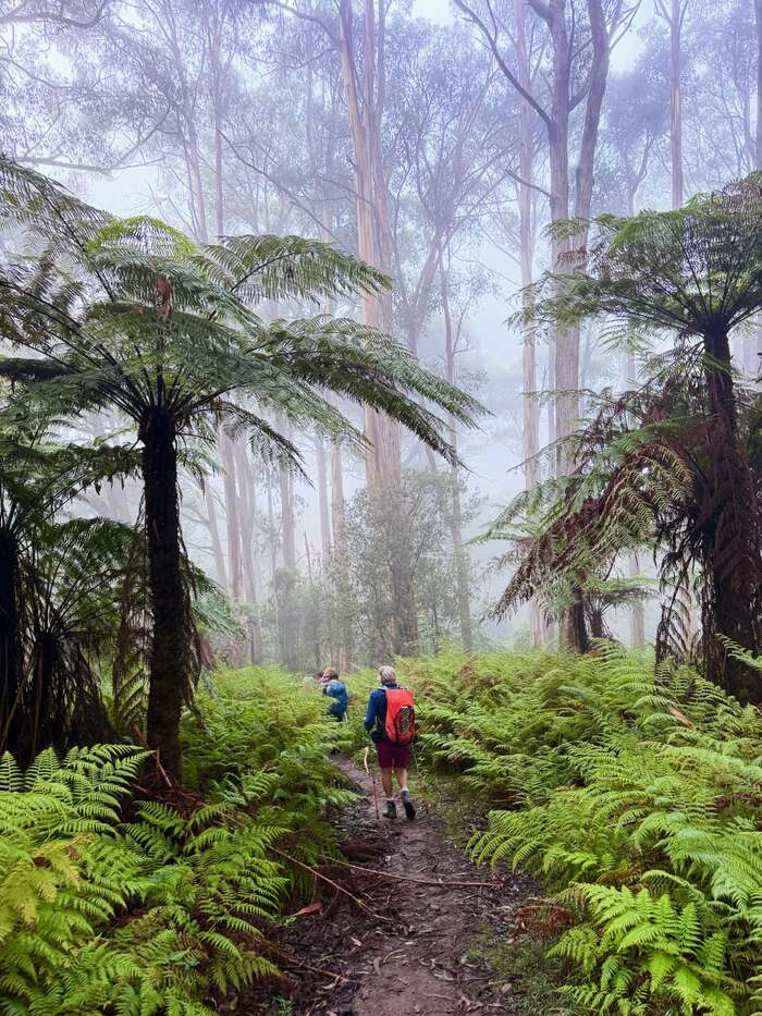 trekking khám phá công viên Quốc Gia Dandenong Úc là ô tô