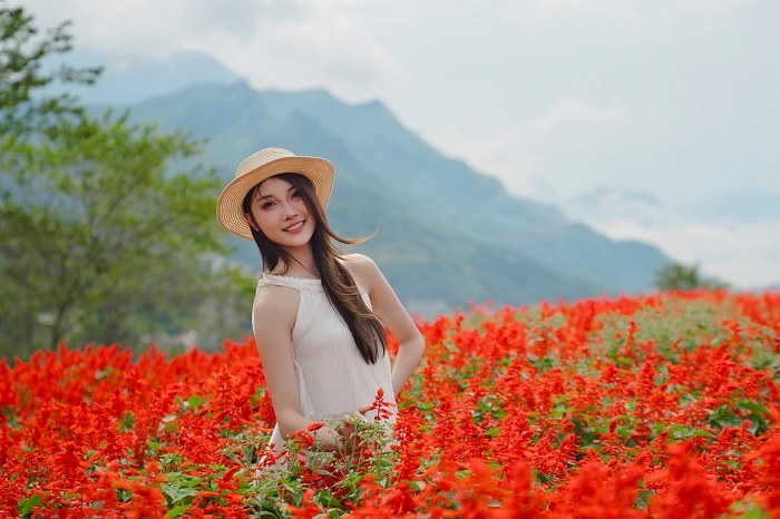 Mùa hoa xác pháo Fansipan đang bung nở từ cuối tháng 7