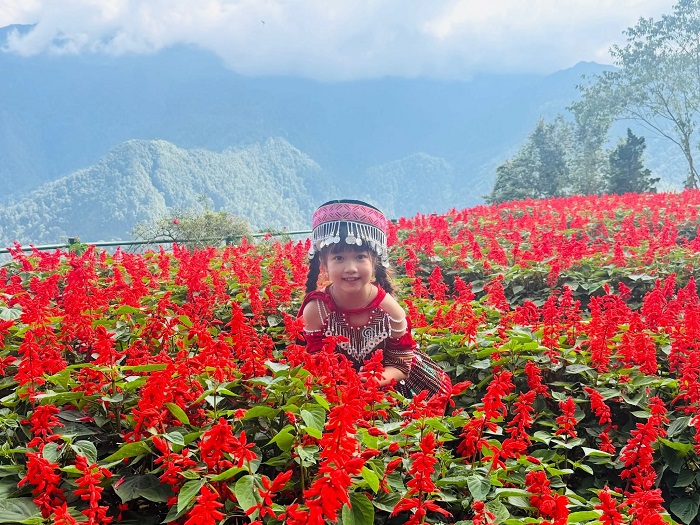 Mùa hoa xác pháo Fansipan hấp dẫn du khách