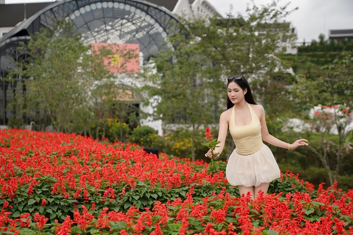 Mùa hoa xác pháo Fansipan kéo dài tầm hơn 1 tháng