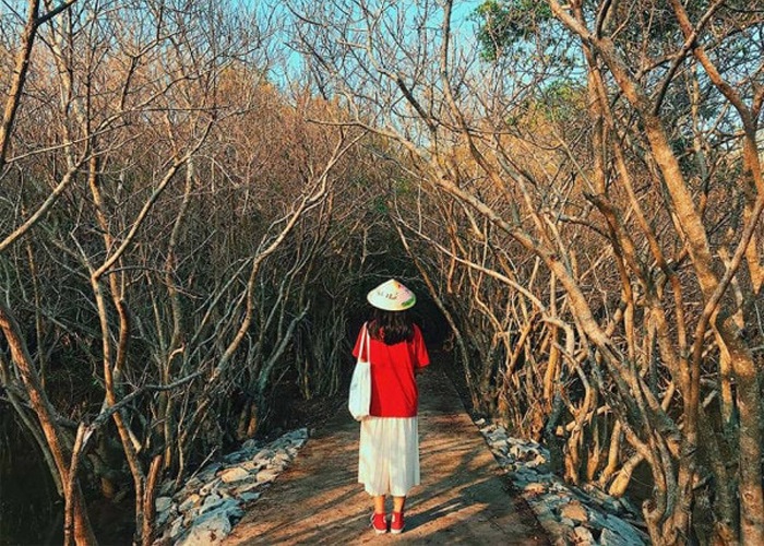 Rừng ngập mặn Rú Chá Phá Tam Giang Huế đang chờ du khách khám phá