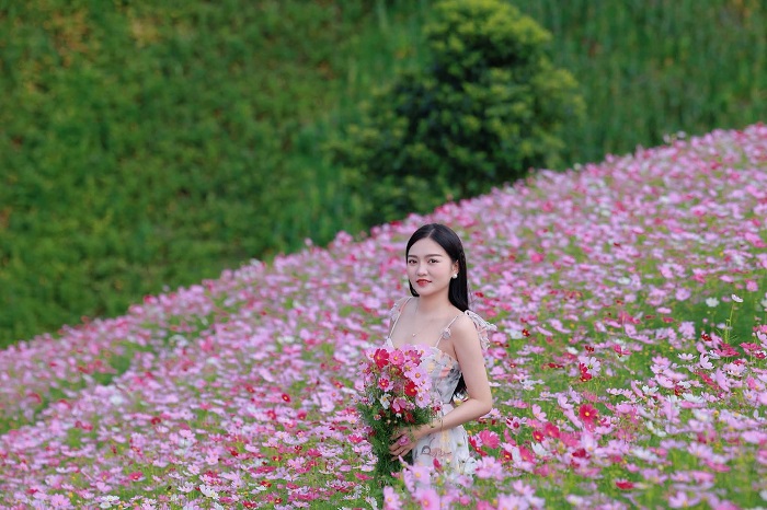 Đồi hoa Lóng Sập Mộc Châu Cả một Đồi hoa Lóng Sập Mộc Châu rộng lớn với hoa cánh bướm nở rực rỡ