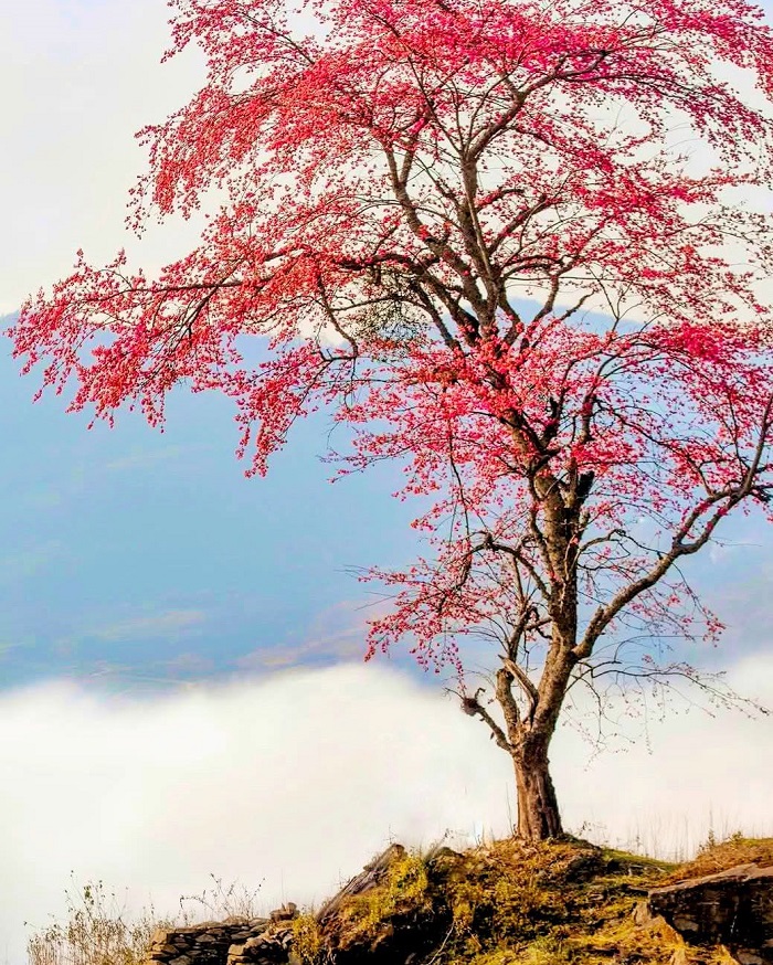 Kinh nghiệm du lịch Y Tý Lào Cai - Y Tý là vùng hoang sơ