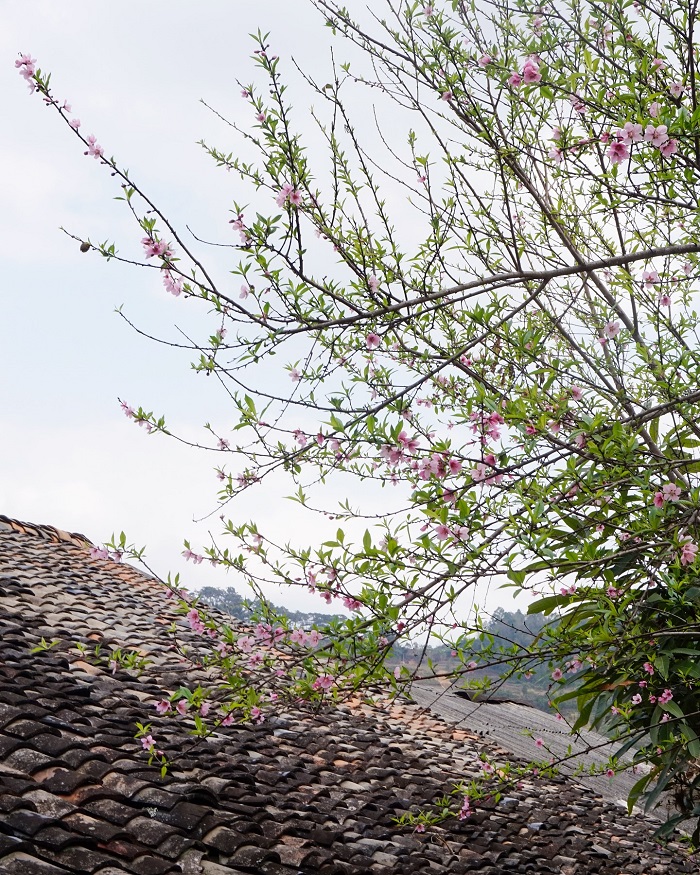 Làng cổ Thiên Hương Hà Giang thơ mộng vào mùa xuân 