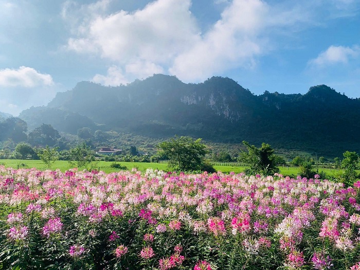 Mộc Hoa Garden là vườn hoa đẹp nhất Mộc Châu với nhiều loài hoa đẹp
