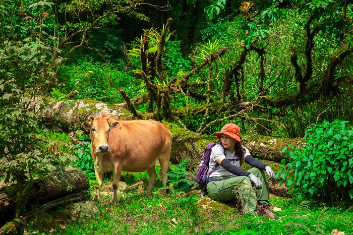 Bạn còn có thể bắt gặp gia súc người dân chăn thả trên hành trình leo Sa Mu Tà Xùa