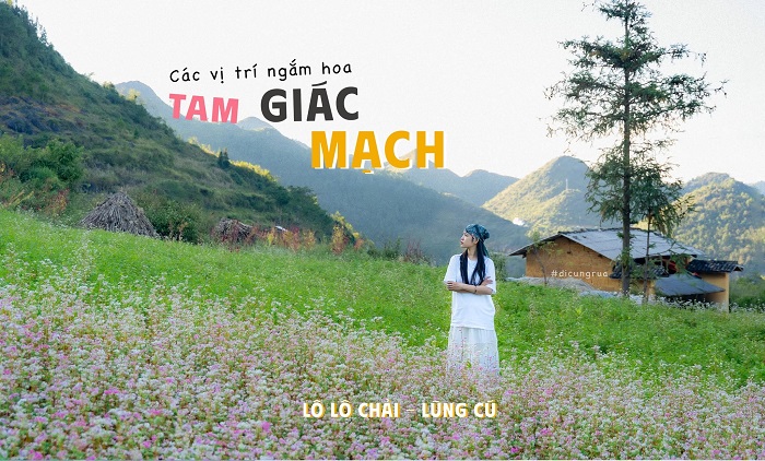 Tha hồ có ảnh đẹp mang về khi tới điểm ngắm hoa tam giác mạch ở Hà Giang