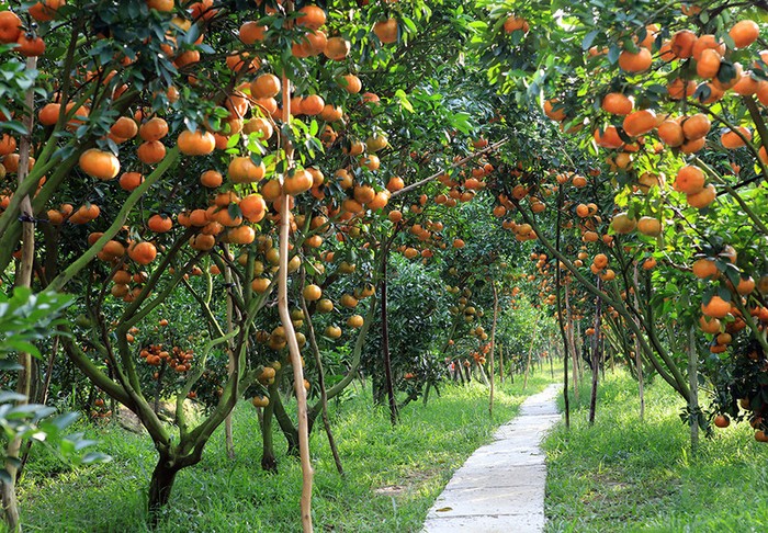 Trái cây miệt vườn food tour miền tây
