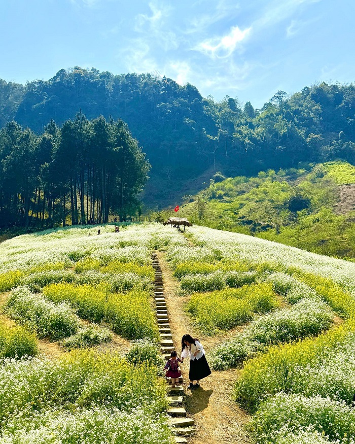 Mùa hoa cải là mùa hoa tháng 10 ở miền Bắc khiến du khách say mê