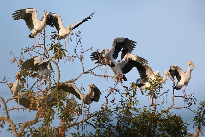 vườn quốc gia Lò Gò Xa Mát là nơi trú ngụ của nhiều loài chim quý hiếm