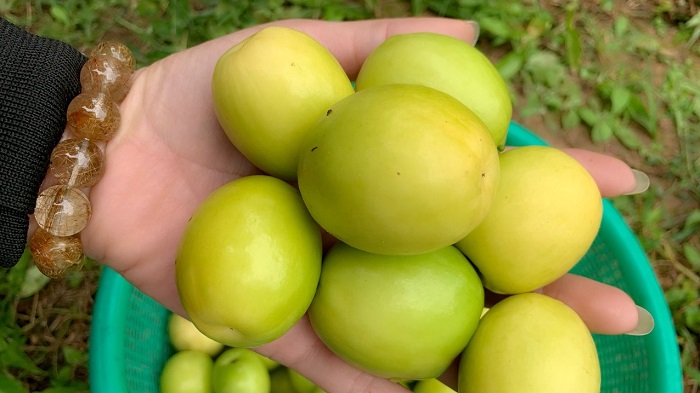 Trải nghiệm thu hoạch táo muối Bàng La Hải Phòng