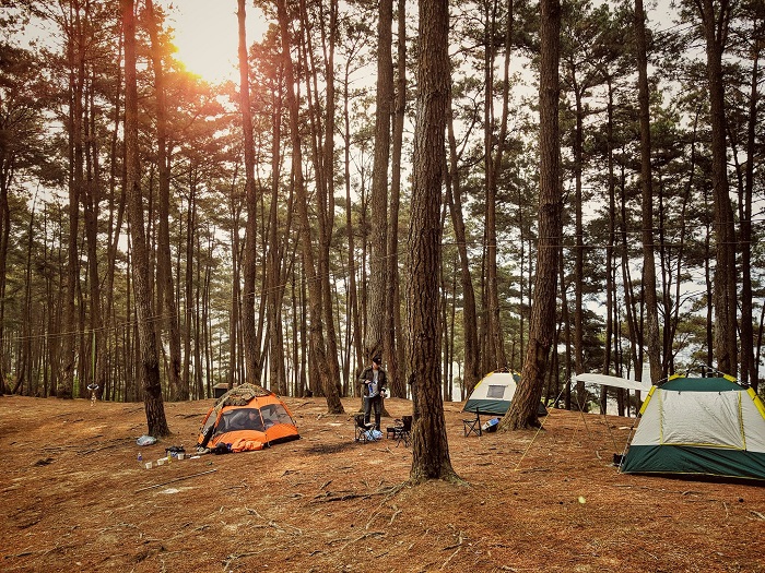 Ngoài cắm trại ven sông Nho Quế, rừng thông Yên Minh cũng là điểm cắm trại lý tưởng ở Hà Giang