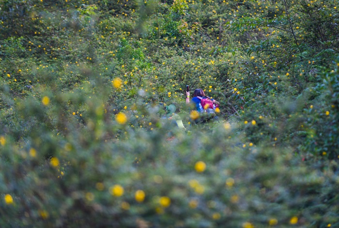 Nhiều loài hoa nở rực rỡ chào đón bạn trong hành trình trekking đỉnh Ky Quan San