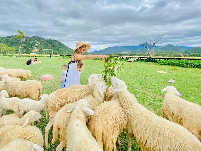 du lịch Cam Ranh - Đồng Cừu Suối Tiên
