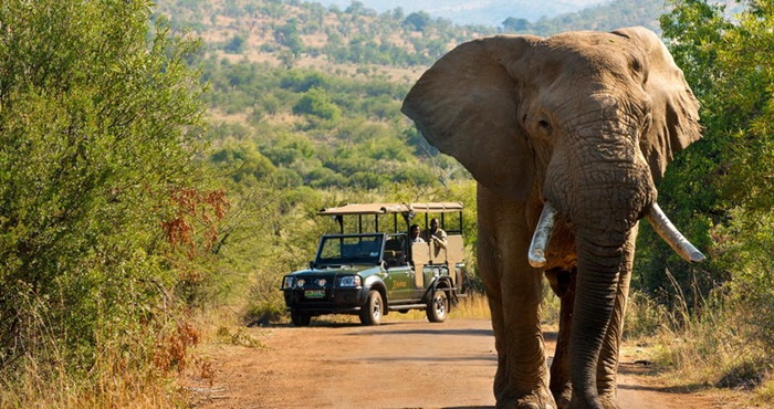Ngồi bên trong xe chuyên dụng, ngắm nhìn động vật hoang dã - Ảnh: Siyabona Africa