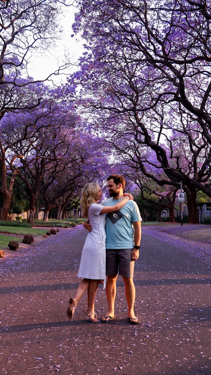 Mùa xuân ở Nam Phi hoa phượng tím khoe sắc dọc các con phố - Ảnh: Travel With Mariska